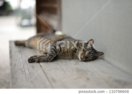 Ryusenji cat Ryusenji cat 110786608