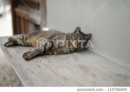 Ryusenji cat Ryusenji cat 110786609