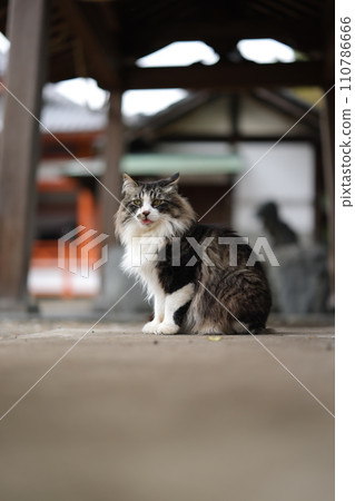 龍泉寺貓 110786666