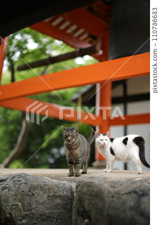 龍泉寺貓 龍泉寺貓 110786683