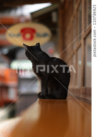 Ryusenji cat Ryusenji cat 110786925