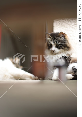 龍泉寺貓 龍泉寺貓 110786939