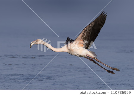 Flying juvenile greater flamingo (Phoenicopterus roseus) at  Wolderwijd in Zeewolde, the Netherlands 110786999