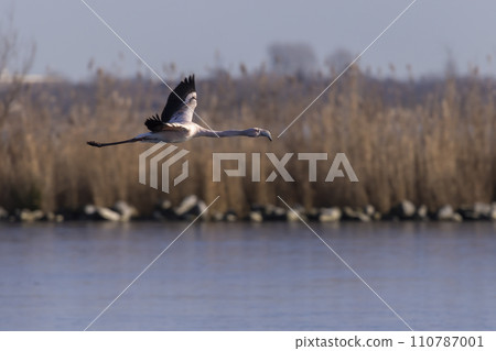 Flying juvenile greater flamingo (Phoenicopterus roseus) at  Wolderwijd in Zeewolde, the Netherlands 110787001