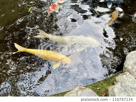 Gold and silver Nishikigoi swimming happily in the pond Gold and silver Nishikigoi swimming happily in the pond 110787134