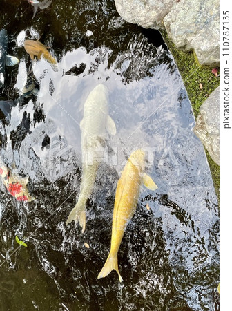 Gold and silver Nishikigoi swimming happily in the pond Gold and silver Nishikigoi swimming happily in the pond 110787135