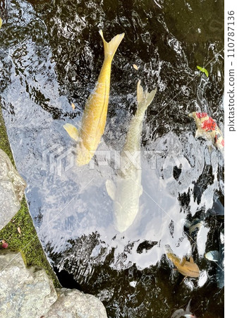 Gold and silver Nishikigoi swimming happily in the pond Gold and silver Nishikigoi swimming happily in the pond 110787136