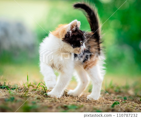 Little furry kitten Little furry kitten 110787232