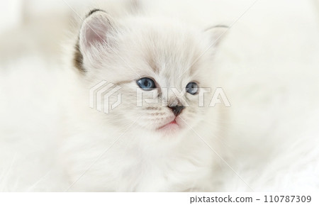 Nice Small Ragdoll Kitten'S Muzzle Is Seen Nice Small Ragdoll Kitten'S Muzzle Is Seen 110787309