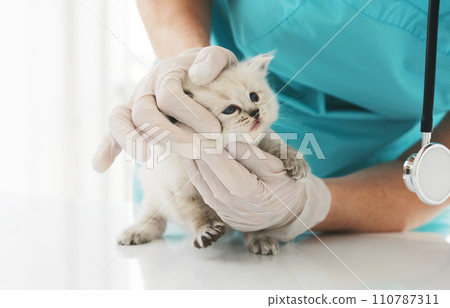 Ragdoll kitten and veterinarian Ragdoll kitten and veterinarian 110787311
