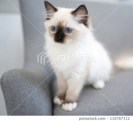 Ragdoll kitten cat at home 110787312