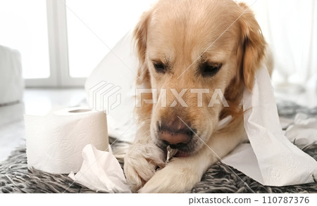 Golden retriever dog playing with toilet paper Golden retriever dog playing with toilet paper 110787376