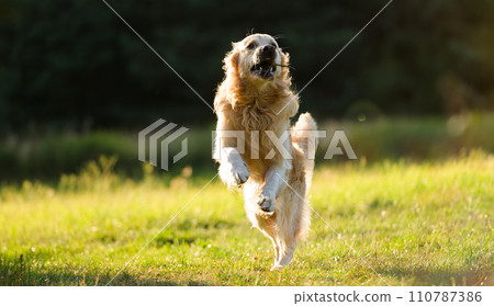Cute Dog Running Outdoors On A Grass Cute Dog Running Outdoors On A Grass 110787386