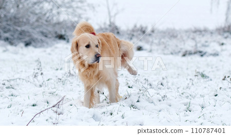 Dog Peeing In The Snow 110787401