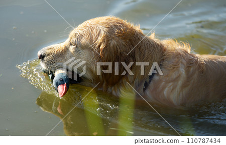 Golden Retriever Dog Swimming In River Golden Retriever Dog Swimming In River 110787434