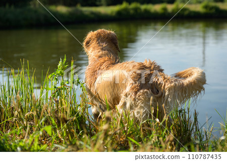 Wet Golden Retriever Sitting And Drying Fur Wet Golden Retriever Sitting And Drying Fur 110787435