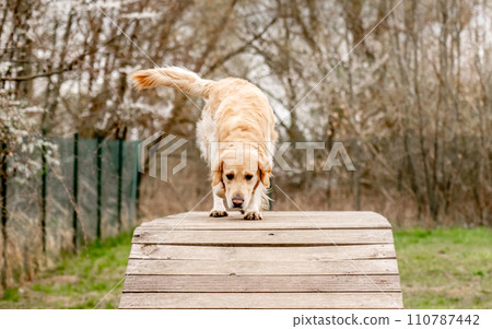 Golden Retriever dog on a training area Golden Retriever dog on a training area 110787442
