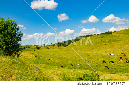 Green meadow and blue sky. Green meadow and blue sky. 110787571