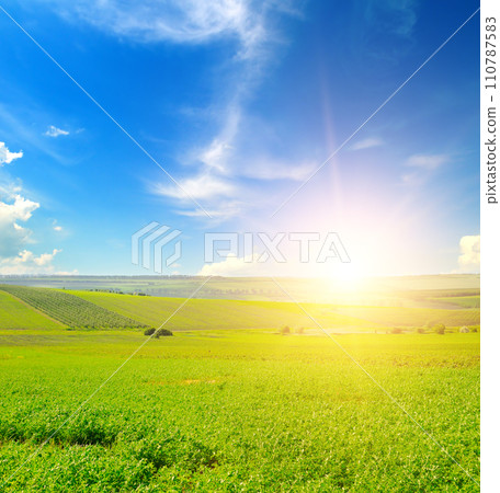 A field with green alfalfa and sunrise. 110787583