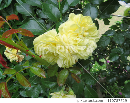 yellow rose solero 110787729