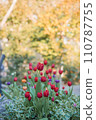 Red tulip 110787755