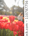 Red tulip 110787756