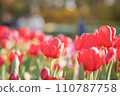 Ice tulip 110787758