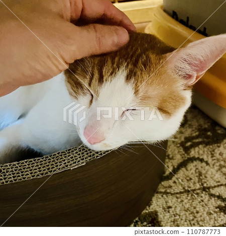 A brown and white cat whose head is being stroked in a round bed 110787773
