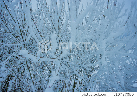 Cold winter background with frost covered branches Cold winter background with frost covered branches 110787890