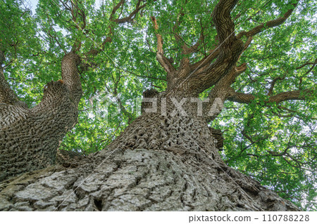 branches of an old oak tree against a blue sky 110788228