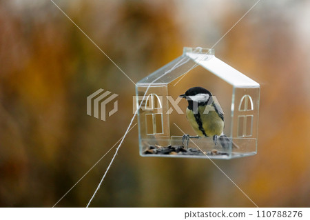 tits and sparrows, bird feeder on window. transparent cute feeder with food for wild animals.  110788276