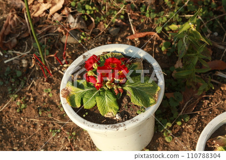 walked in the neighborhood park walked in the neighborhood park 110788304