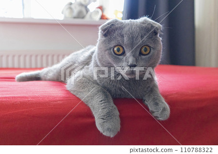 smoky lop-eared cat on a red bed smoky lop-eared cat on a red bed 110788322