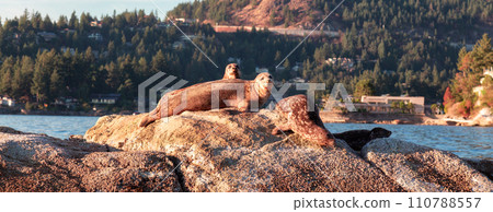 Harbour seals sunbathing on a rock. Sunny. Horseshoe Bay 110788557