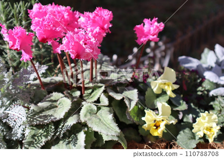 換花仙客來群植 換花仙客來群植 110788708