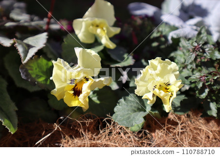 組播由種子生長的褶邊三色堇 組播由種子生長的褶邊三色堇 110788710