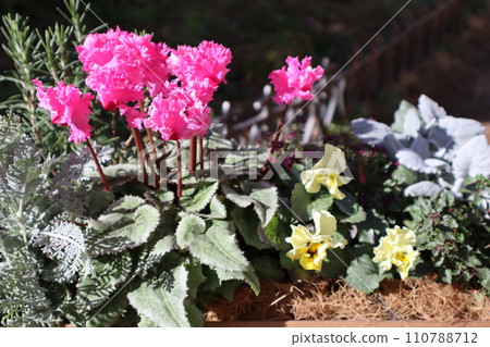 換花仙客來群植 110788712