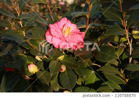 walked in the neighborhood park 110788870