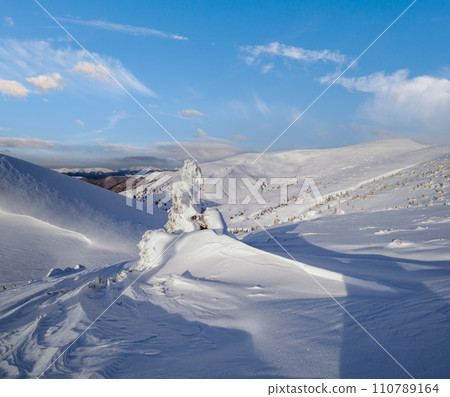 Snow covered fir trees on snowy mountain plateau, tops with snow cornices in far. Magnificent sunny day on picturesque beautiful alps ridge. 110789164