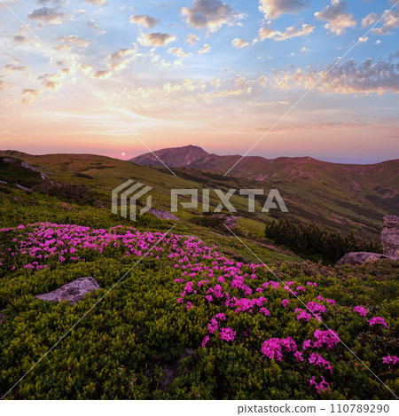 Pink rose rhododendron flowers on morning summer mountain slope. Carpathian, Ukraine. Pink rose rhododendron flowers on morning summer mountain slope. Carpathian, Ukraine. 110789290