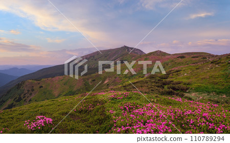 Pink rose rhododendron flowers on summer mountain slope 110789294
