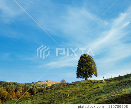 Misty autumn morning mountain and big lonely tree view from hiking path near Dorfgastein, Land Salzburg, Austria. Misty autumn morning mountain and big lonely tree view from hiking path near Dorfgastein, Land Salzburg, Austria. 110789308