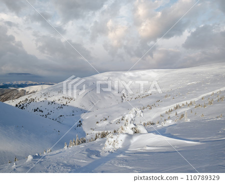Snow covered fir trees on snowy mountain plateau, tops with snow cornices in far. Magnificent sunny day on picturesque beautiful alps ridge. 110789329