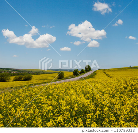 Spring rapeseed yellow blooming fields 110789338