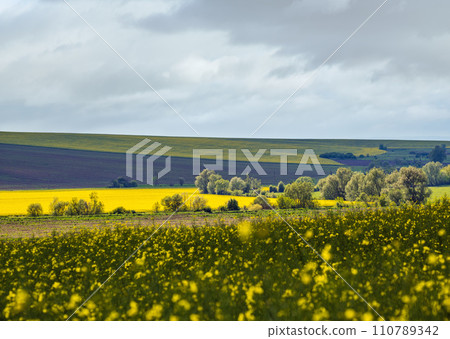 Spring countryside view with rapeseed yellow blooming fields, groves, hills. Ukraine, Lviv Region. Spring countryside view with rapeseed yellow blooming fields, groves, hills. Ukraine, Lviv Region. 110789342