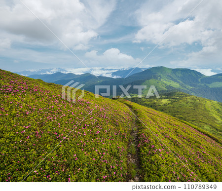 Pink rose rhododendron flowers on summer mountain slope 110789349