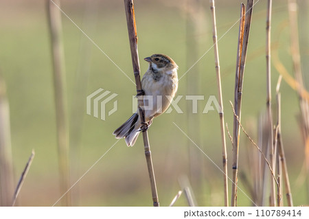 Reehara's Ohjulin Reehara's Ohjulin 110789414