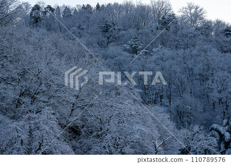 白雪覆蓋的樹木 110789576