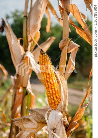 Growing corn on a farm. Close-up of dry yellow corn cobs ready for harvest at the farm. Agriculture and farming. 110789904