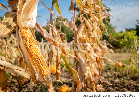 Growing corn on a farm. Close-up of dry yellow corn cobs ready for harvest at the farm. Agriculture and farming. Growing corn on a farm. Close-up of dry yellow corn cobs ready for harvest at the farm. Agriculture and farming. 110789905